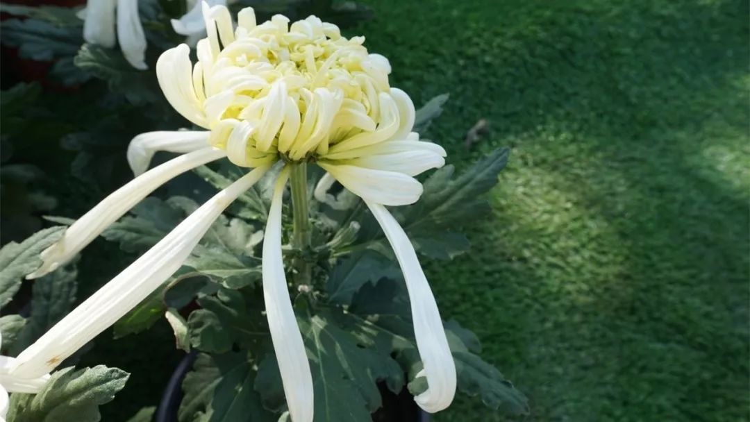 菊花诗词集锦大全（赞美秋天菊花的诗句）