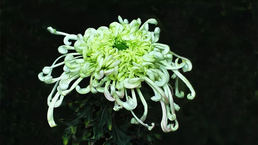 菊花诗词集锦大全（赞美秋天菊花的诗句）