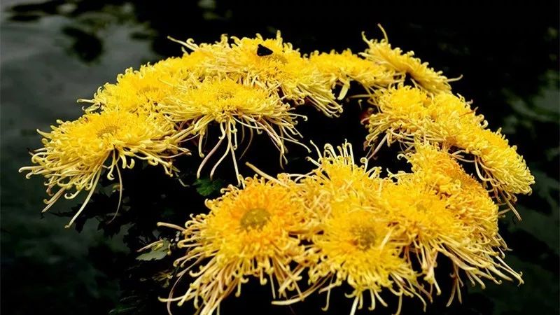 菊花诗词集锦大全（赞美秋天菊花的诗句）