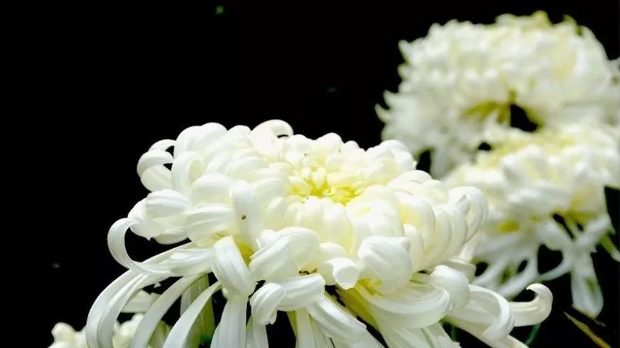 菊花诗词集锦大全（赞美秋天菊花的诗句）