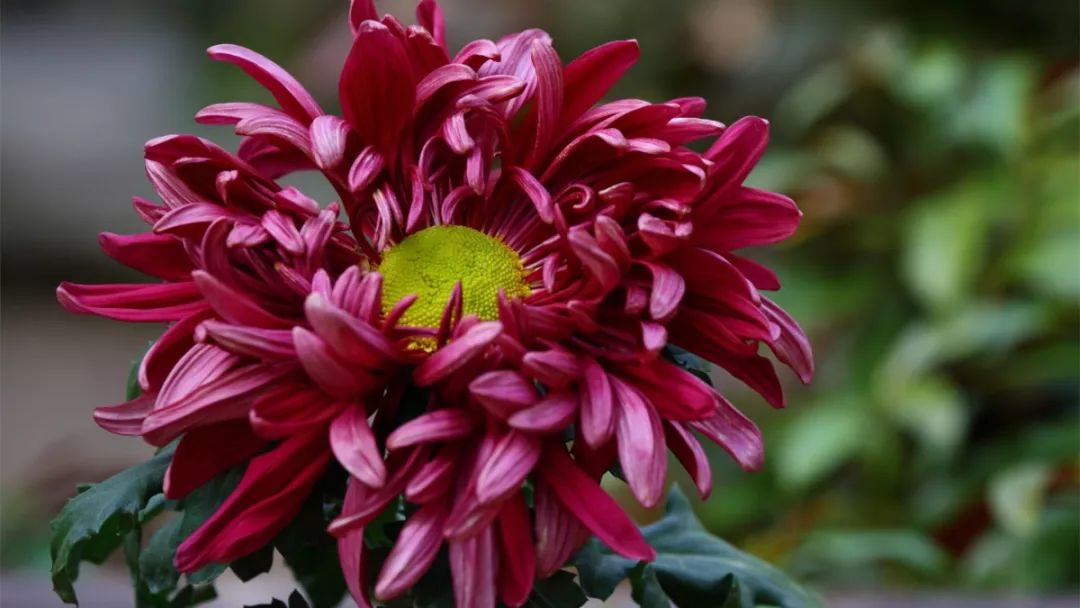 菊花诗词集锦大全（赞美秋天菊花的诗句）