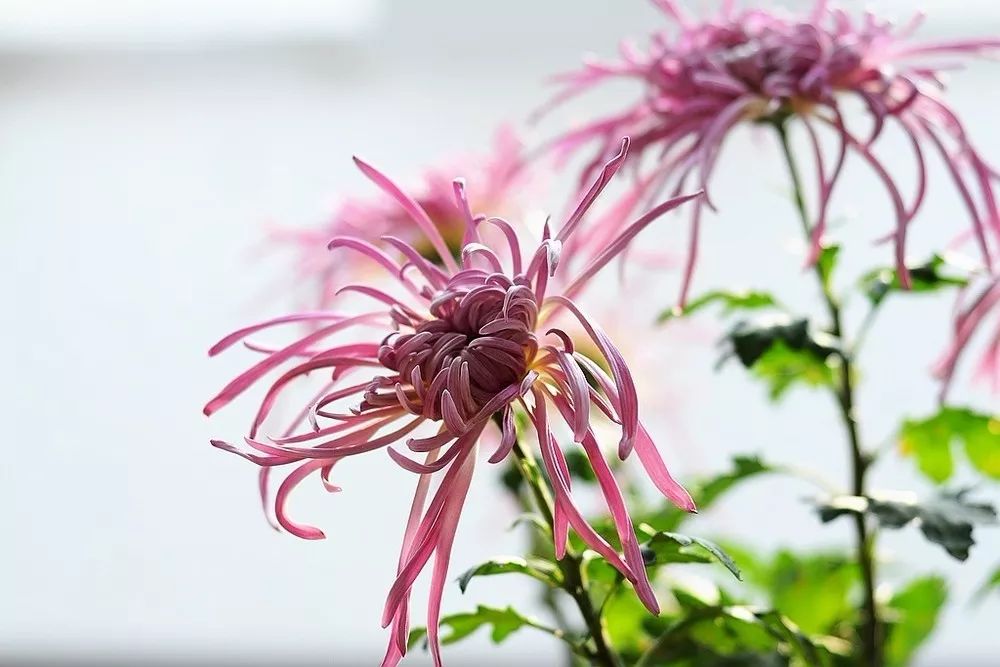 菊花诗词集锦大全（赞美秋天菊花的诗句）