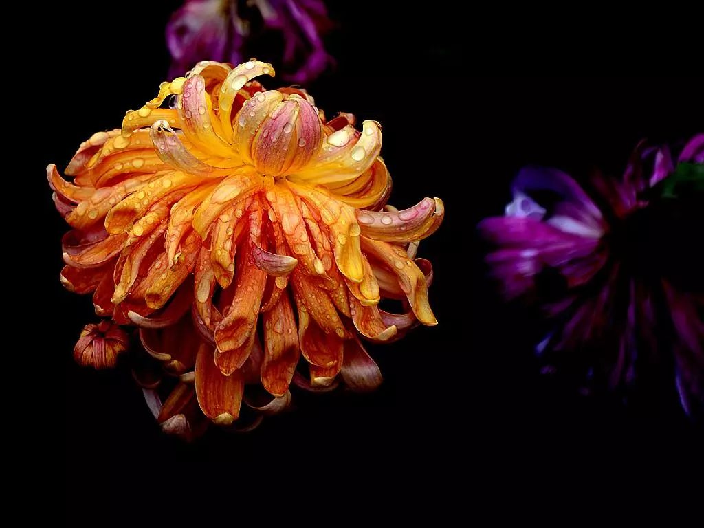 菊花诗词集锦大全（赞美秋天菊花的诗句）