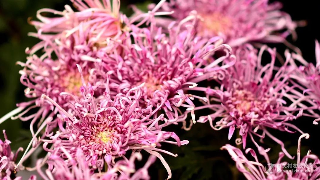 菊花诗词集锦大全（赞美秋天菊花的诗句）