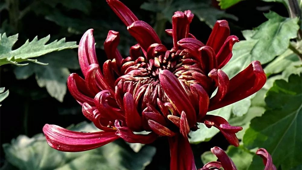 菊花诗词集锦大全（赞美秋天菊花的诗句）