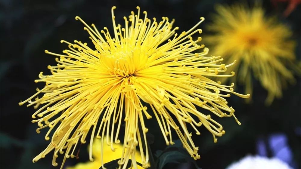 菊花诗词集锦大全（赞美秋天菊花的诗句）