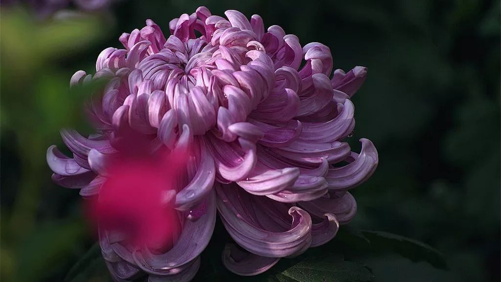 菊花诗词集锦大全（赞美秋天菊花的诗句）