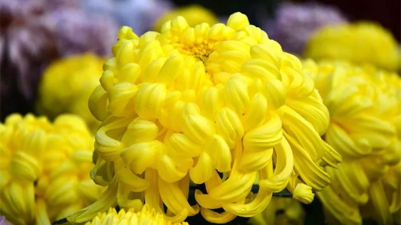 菊花诗词集锦大全（赞美秋天菊花的诗句）