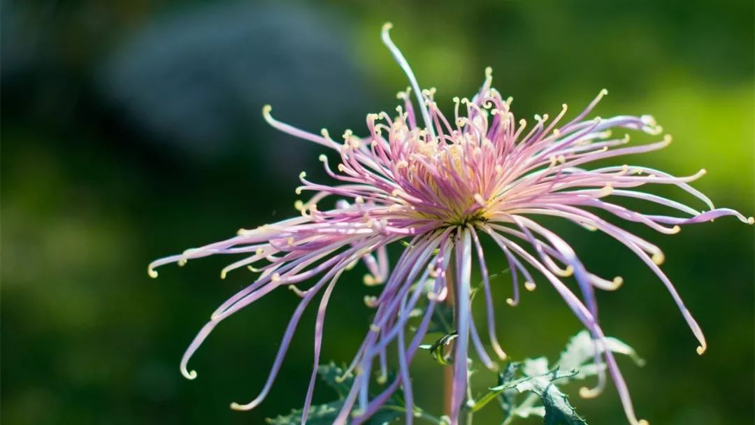菊花诗词集锦大全（赞美秋天菊花的诗句）