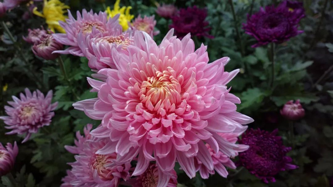 菊花诗词集锦大全（赞美秋天菊花的诗句）