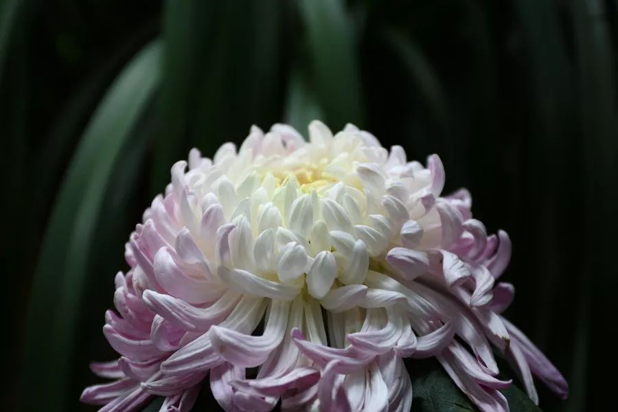 菊花诗词集锦大全（赞美秋天菊花的诗句）