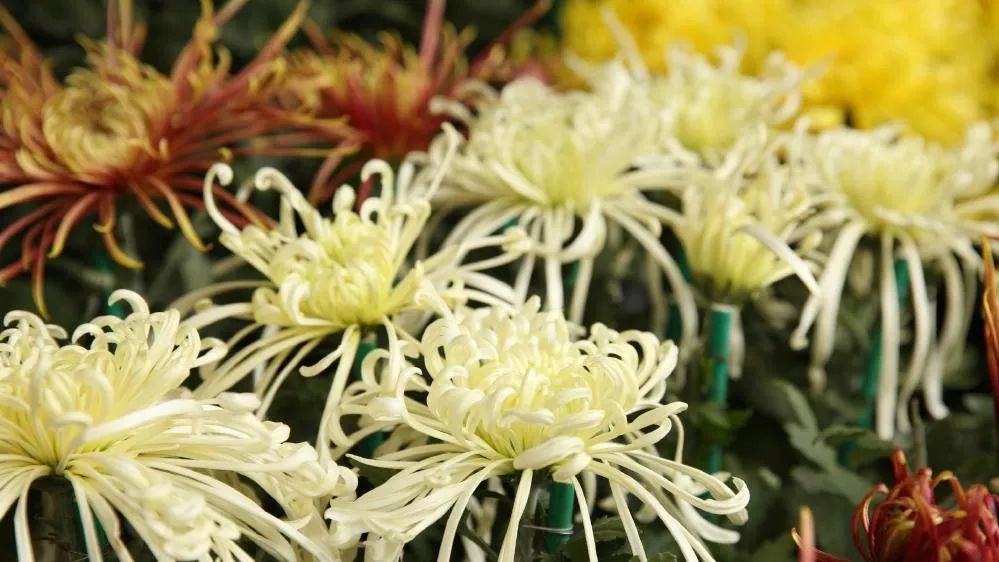 菊花诗词集锦大全（赞美秋天菊花的诗句）