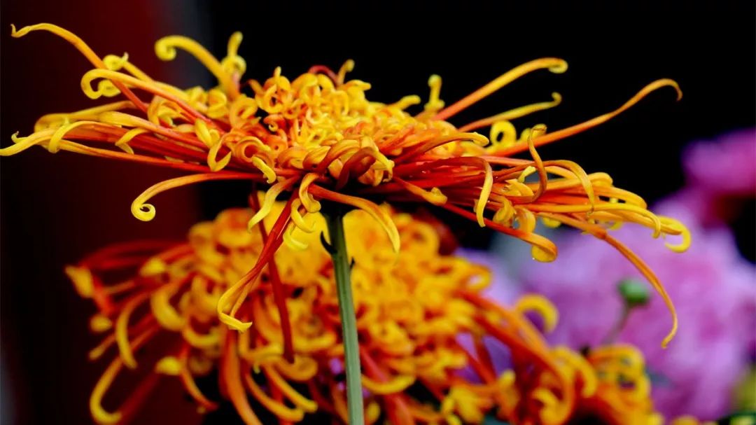 菊花诗词集锦大全（赞美秋天菊花的诗句）