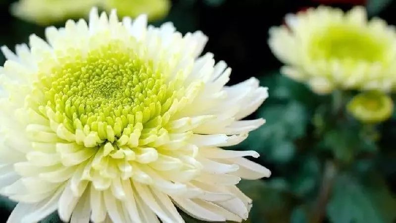 菊花诗词集锦大全（赞美秋天菊花的诗句）