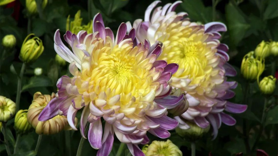 菊花诗词集锦大全（赞美秋天菊花的诗句）