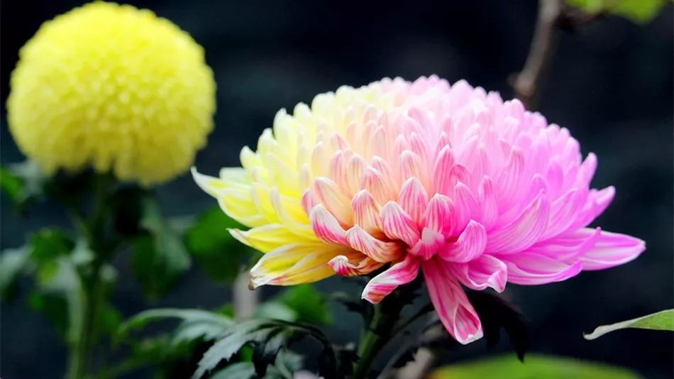 菊花诗词集锦大全（赞美秋天菊花的诗句）