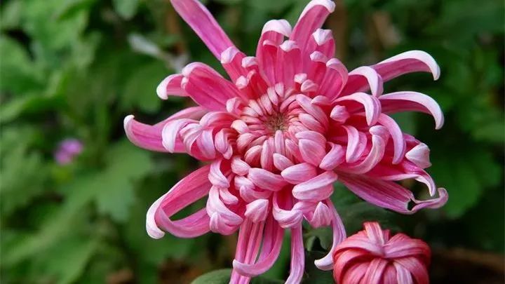 菊花诗词集锦大全（赞美秋天菊花的诗句）