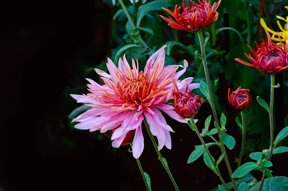 菊花诗词集锦大全（赞美秋天菊花的诗句）