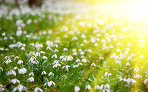 春景作文三年级（春天的景色作文600字）