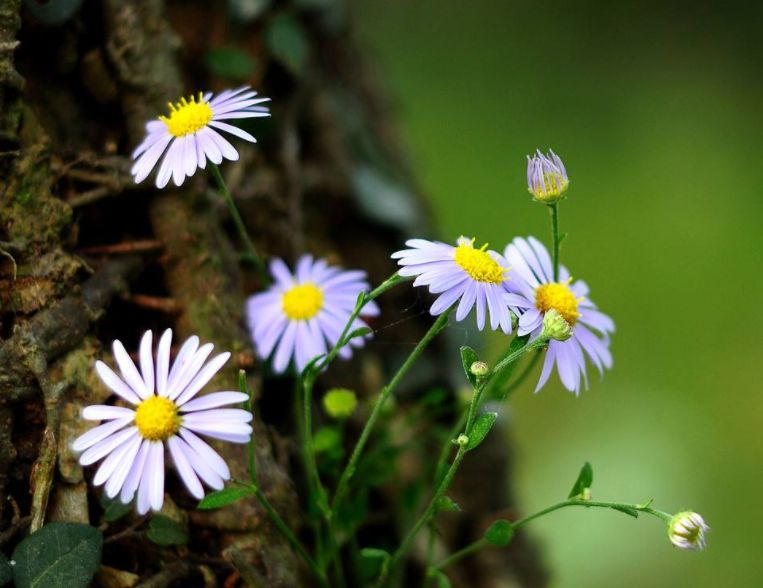 赞美野花的优美句子（描写路边的野花的句子分享）