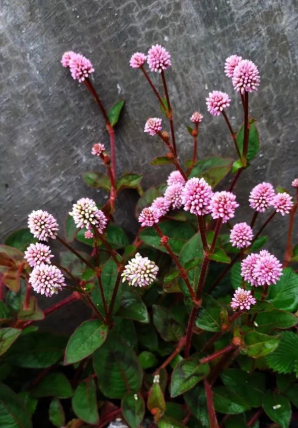 赞美野花的优美句子（描写路边的野花的句子分享）