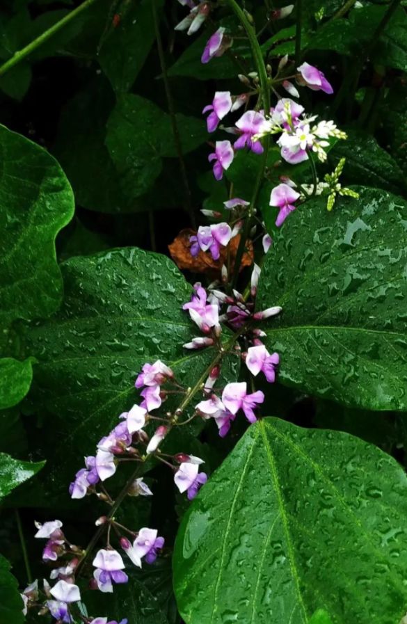 赞美野花的优美句子（描写路边的野花的句子分享）