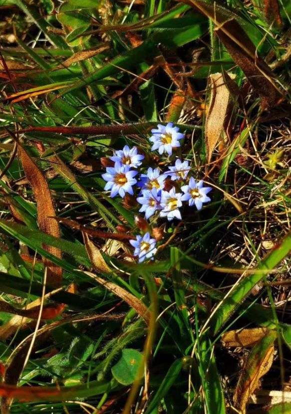 赞美野花的优美句子（描写路边的野花的句子分享）