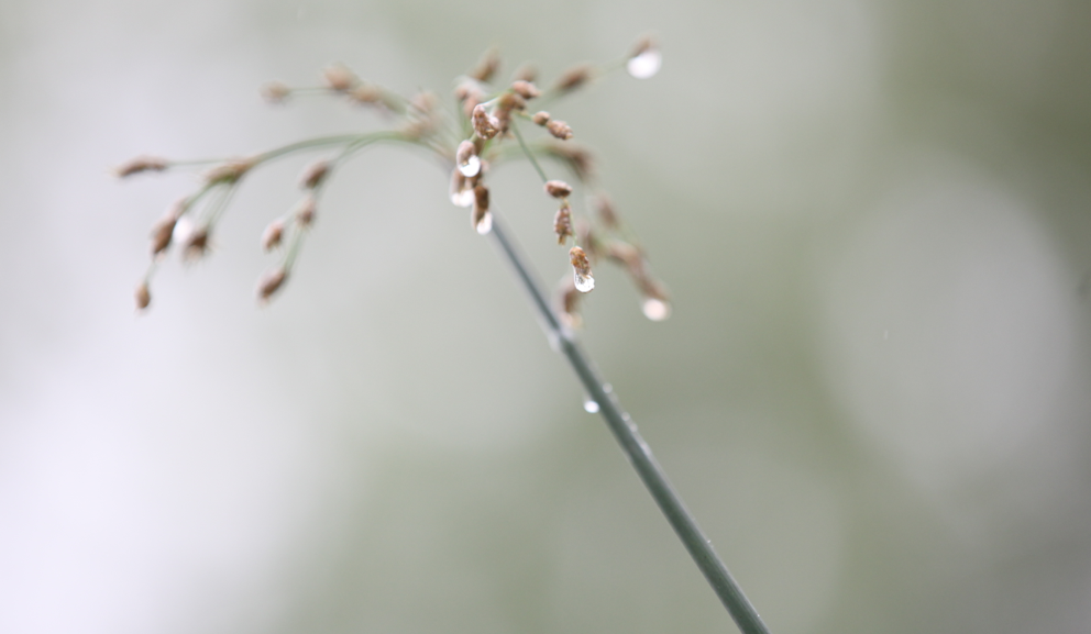 秦观最出名的十首诗（秦观的词有哪些代表作）