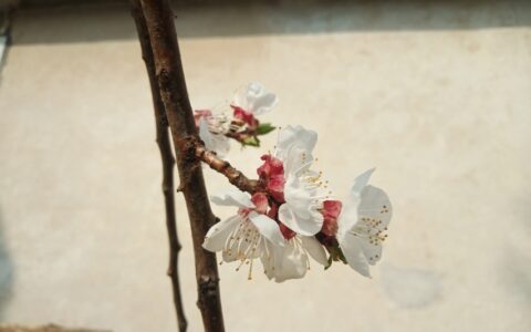 陶渊明归去来兮辞赏析（陶渊明归去来兮辞原文及翻译）