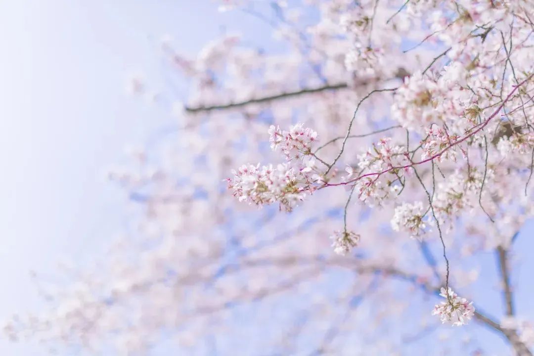 含有春字的诗句（春的飞花令经典诗词）