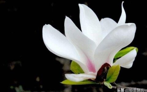 玉兰花诗句经典句子（玉兰花诗句大全）