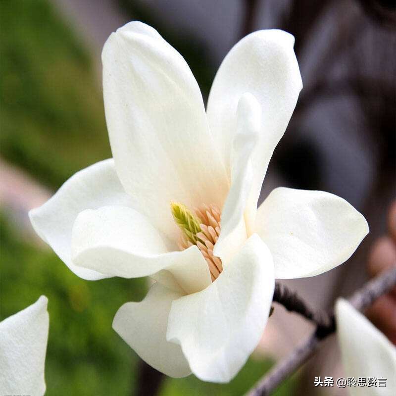 玉兰花诗句经典句子（玉兰花诗句大全）