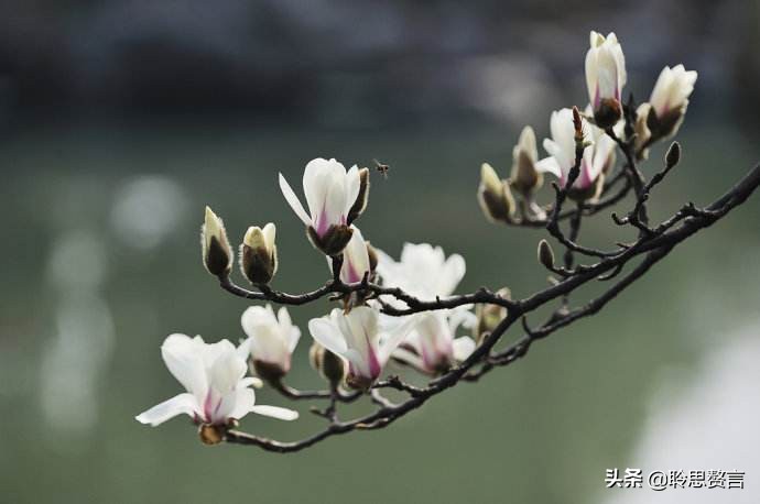 玉兰花诗句经典句子（玉兰花诗句大全）