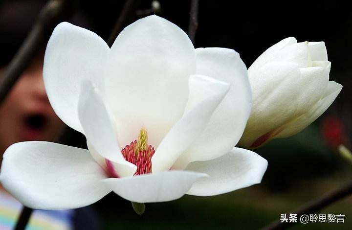 玉兰花诗句经典句子（玉兰花诗句大全）
