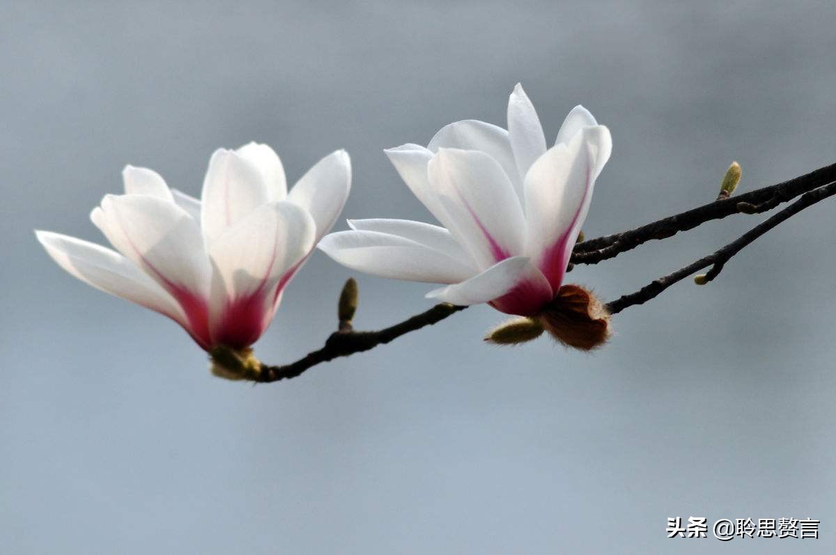 玉兰花诗句经典句子（玉兰花诗句大全）