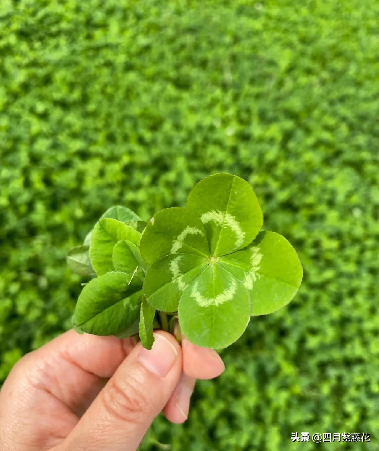 关于四叶草的传说（金四叶草的寓意和象征）