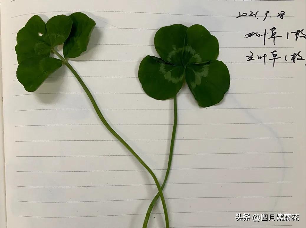 关于四叶草的传说（金四叶草的寓意和象征）