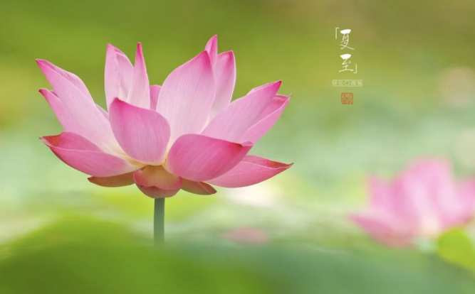 夏至精美诗句大全（赞美夏至的经典诗句）