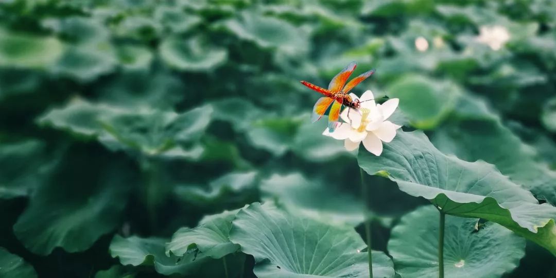 夏至精美诗句大全（赞美夏至的经典诗句）