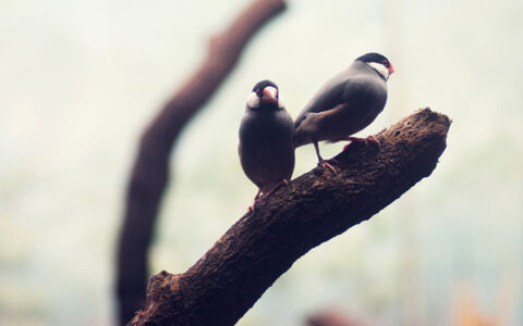 表达男人花心的句子（骂渣男又有内涵的句子）