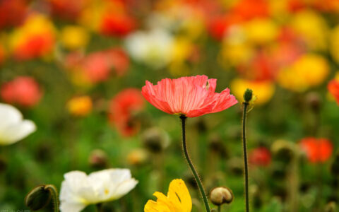 春花秋月原文（虞美人春花秋月何时了翻译及赏析）