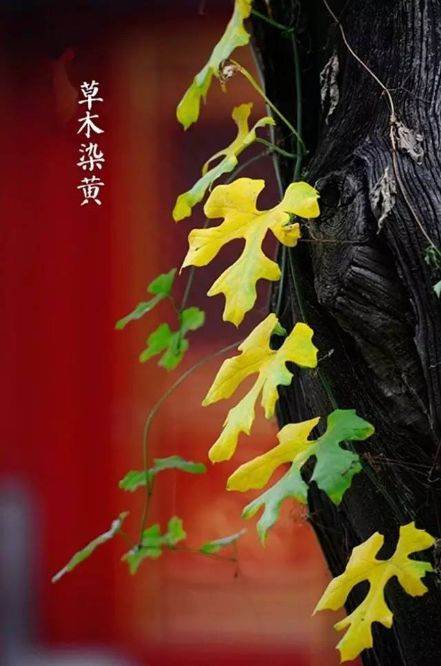 千古绝句最美宋词（宋词十首巅峰之作）