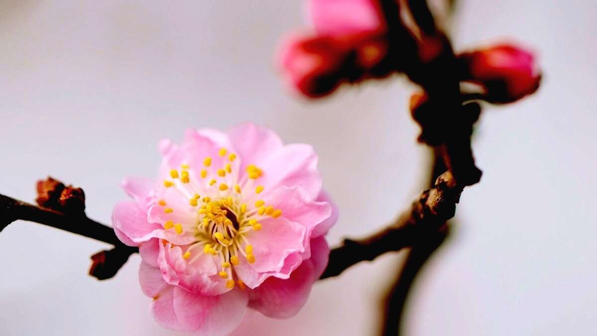 托物言志的古诗句有哪些（诗人托物言志的诗句）
