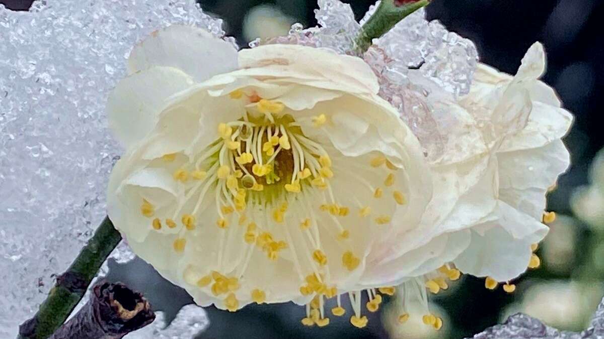 托物言志的古诗句有哪些（诗人托物言志的诗句）