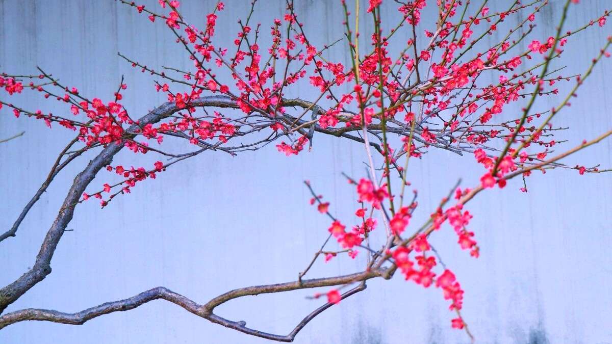 托物言志的古诗句有哪些（诗人托物言志的诗句）