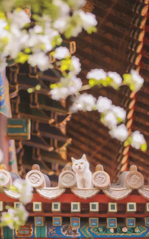 富有诗意的小标题致青春（关于时光诗意的小标题）