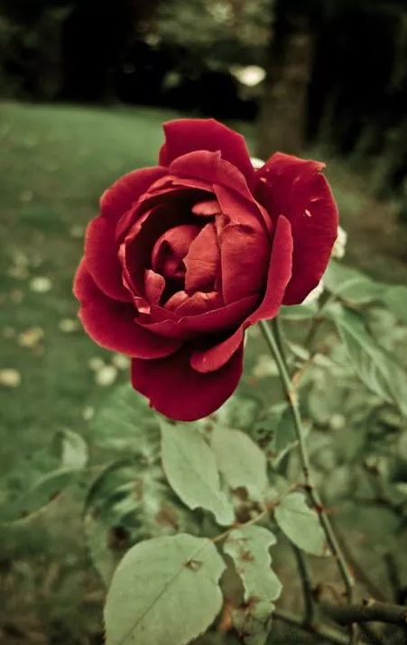 富有诗意的小标题致青春（关于时光诗意的小标题）