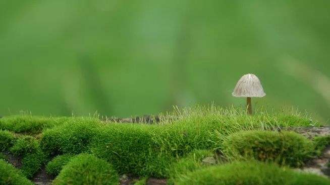 富有诗意的小标题致青春（关于时光诗意的小标题）