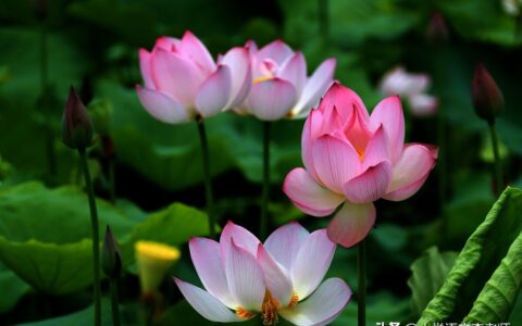 形容夏天的诗句古诗（夏天的古诗词分享）