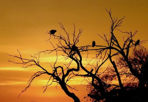 夕阳西下的意思解释（夕阳西下的寓意）